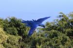 Hyacinth macaw