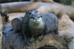 Asian small-clawed otter