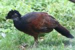 Great curassow