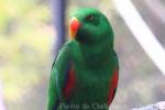 Eclectus parrot