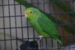 Blue-winged parrotlet