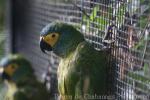 Red-bellied macaw