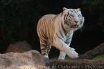 Mainland (White) tiger