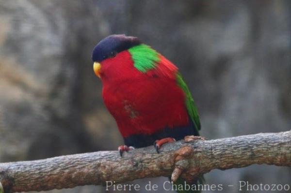 Collared lory