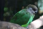 Brown-headed parrot