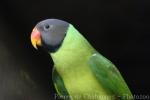 Slaty-headed parakeet