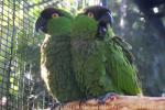 Maroon-fronted parrot