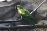 Maroon-fronted parrot