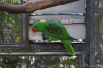 Great-billed parrot