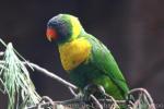 Marigold lorikeet