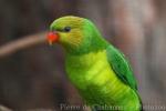 Olive-headed lorikeet