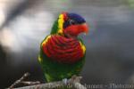 Ornate lorikeet