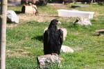 Verreaux's eagle