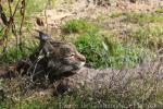 Iberian lynx