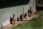 Yellow-footed rock wallaby