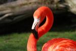 American flamingo