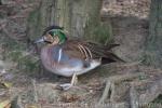 Baikal teal