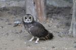 Marsh owl