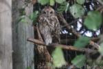 Short-eared owl