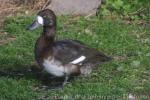 Greater scaup