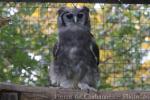 Verreaux's eagle-owl