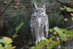 Great horned owl