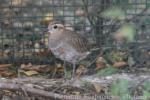 Eurasian dotterel