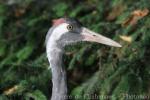 Western eurasian crane