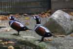 Harlequin duck