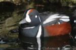 Harlequin duck