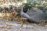 Black-tailed godwit