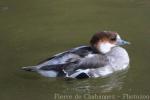 Smew