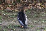 Red-breasted merganser