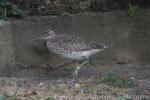 Whimbrel