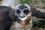 Band-bellied owl