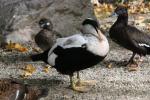 Common eider