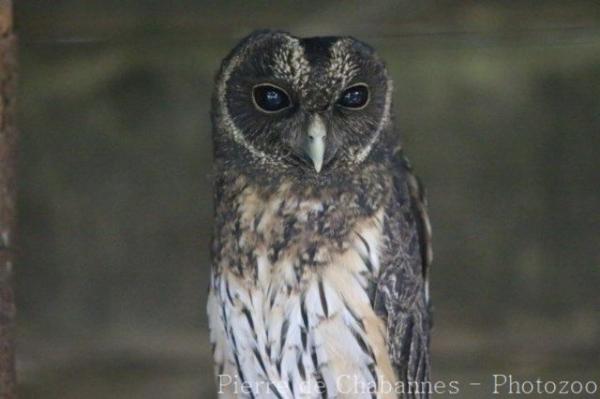 Mottled owl