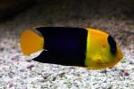 Bicolor angelfish