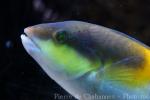 Yellowhead wrasse