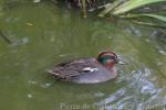 Common teal