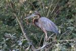 European purple heron