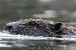 Eurasian beaver