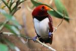 King bird-of-paradise