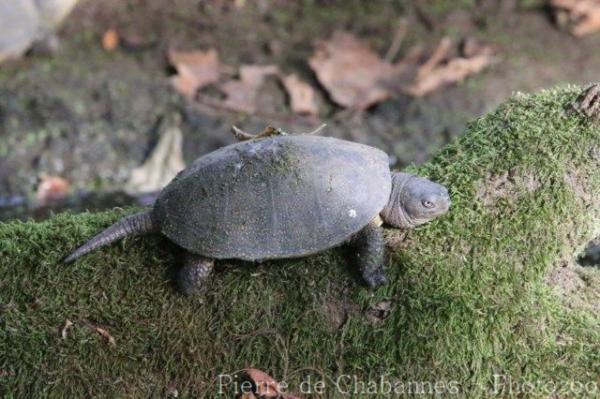 European pond turtle