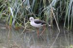 Black-winged stilt