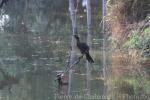 Pygmy cormorant