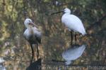 Eurasian spoonbill