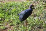 Purple swamphen