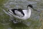 Pied avocet