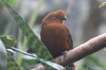 Andean cock-of-the-rock